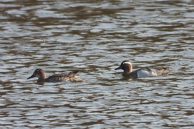 cyranka  - Justyna Krawczyk
