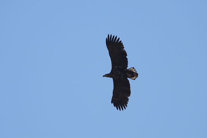 bielik  - Justyna Krawczyk