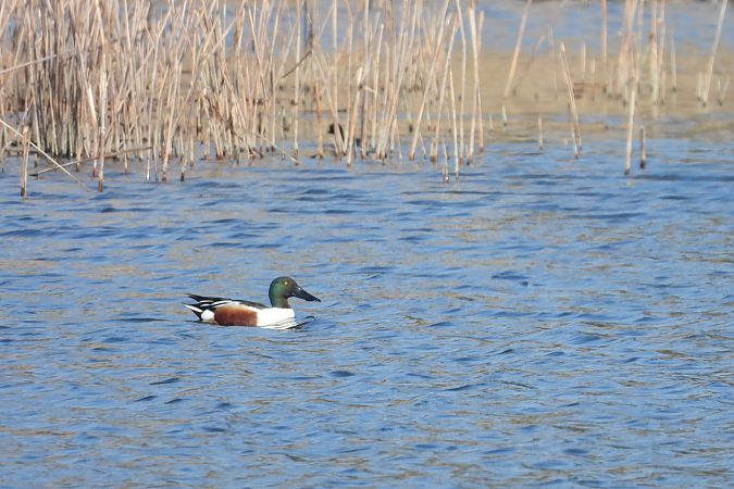 płaskonos  - Justyna Krawczyk