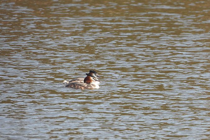 perkoz dwuczuby  - Justyna Krawczyk