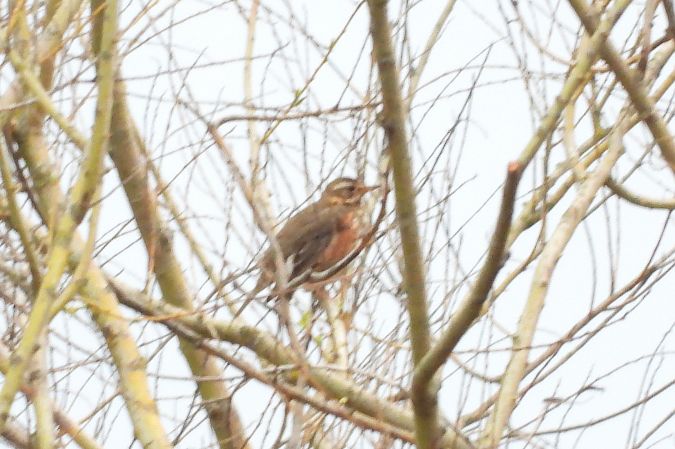 droździk  - Justyna Krawczyk