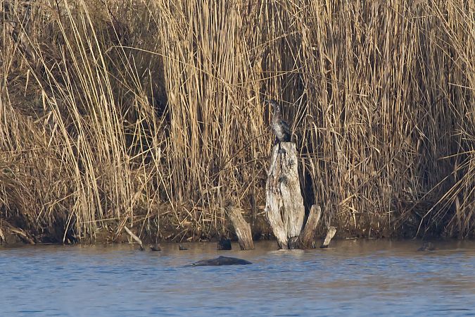 Zwergscharbe  - Rafał Kaczmarczyk