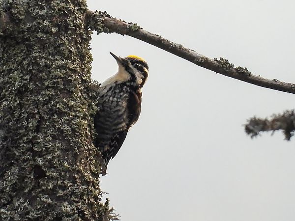 dzięcioł trójpalczasty  - Wiesław Żądło