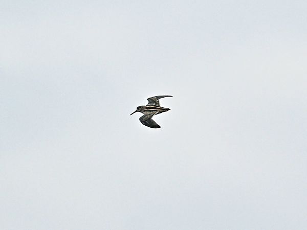 bekasik  - Wiesław Żądło