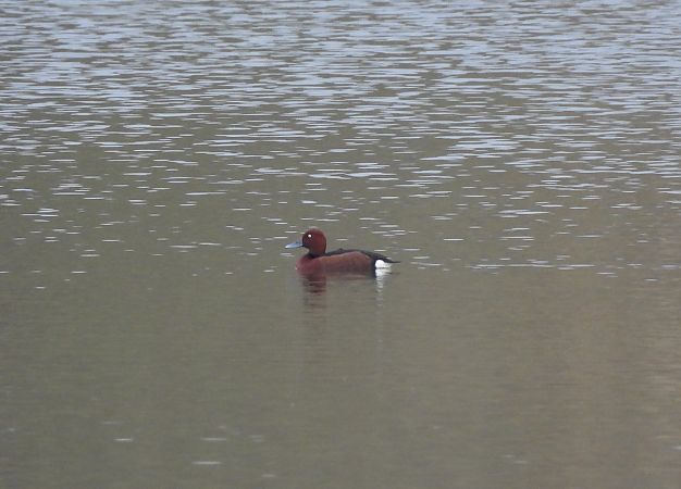 podgorzałka  - Ewa Bentkowska