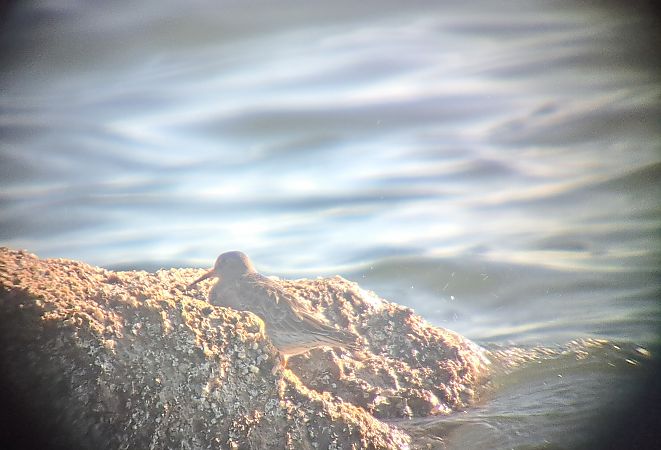 Bécasseau violet  - Arek Furdyna