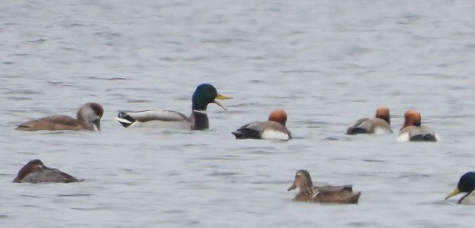 Kolbenente  - Janusz Gajdas