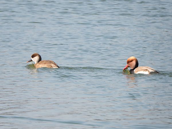 hełmiatka  - Janusz Gajdas