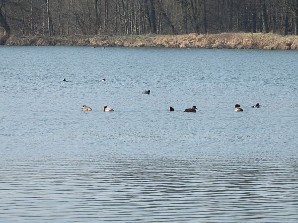 hełmiatka  - Janusz Gajdas