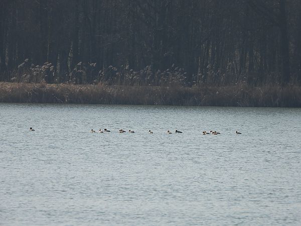 hełmiatka  - Janusz Gajdas