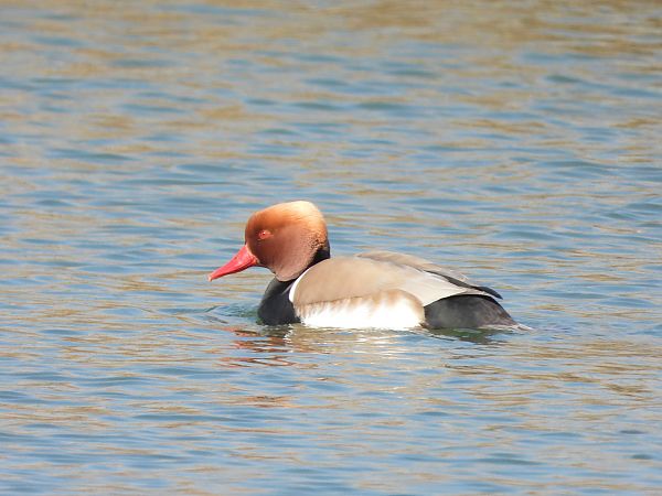 hełmiatka  - Janusz Gajdas