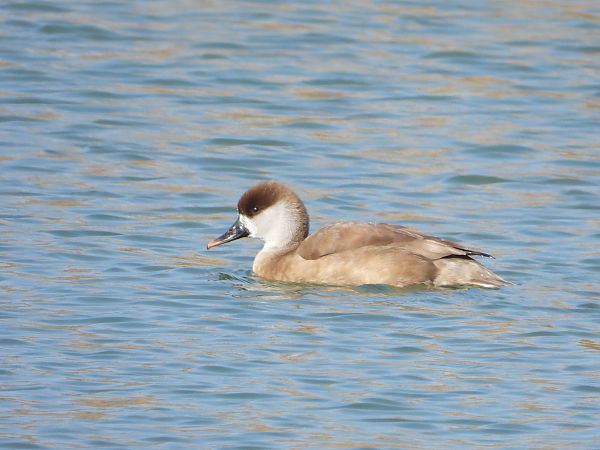hełmiatka  - Janusz Gajdas