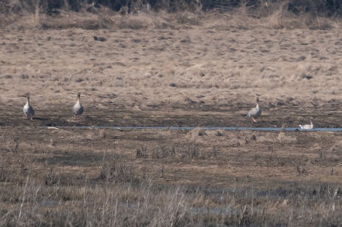 Kurzschnabelgans  - Dawid Kowalski