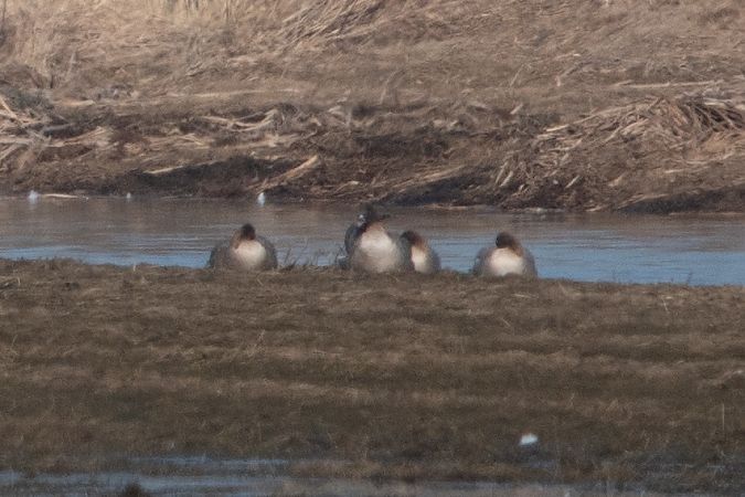 Oie à bec court  - Dawid Kowalski