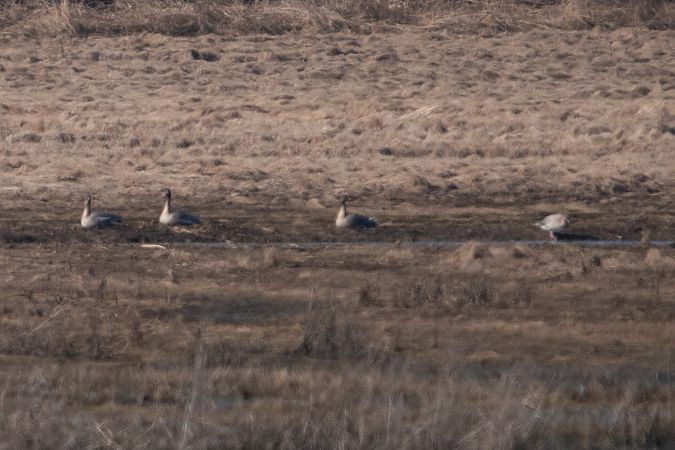 Oie à bec court  - Dawid Kowalski