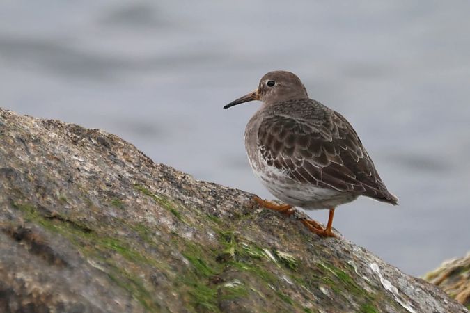 biegus morski  - Andrzej Łątkowski