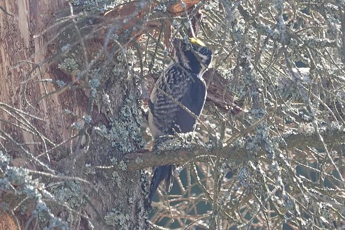 dzięcioł trójpalczasty  - Anna Czekaj