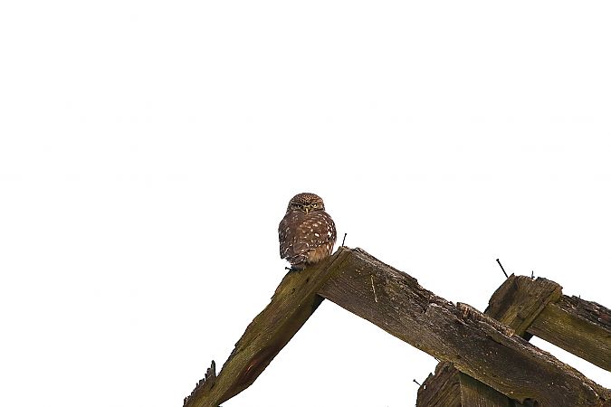 Chevêche d'Athéna  - Marcin Kuźma