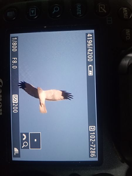 błotniak zbożowy  - Marcin Kuźma