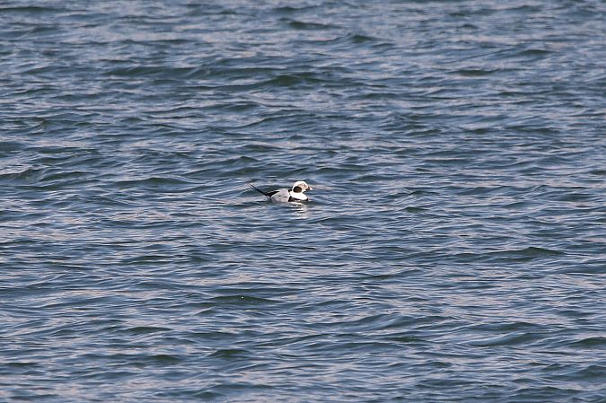 lodówka  - Marcin Kuźma