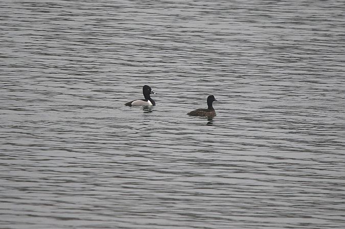 czerniczka  - Marcin Kuźma