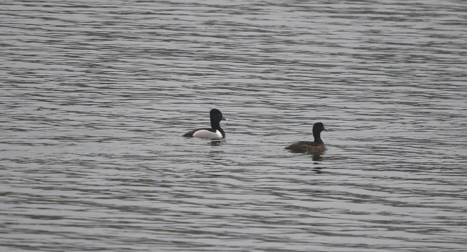 czerniczka  - Marcin Kuźma