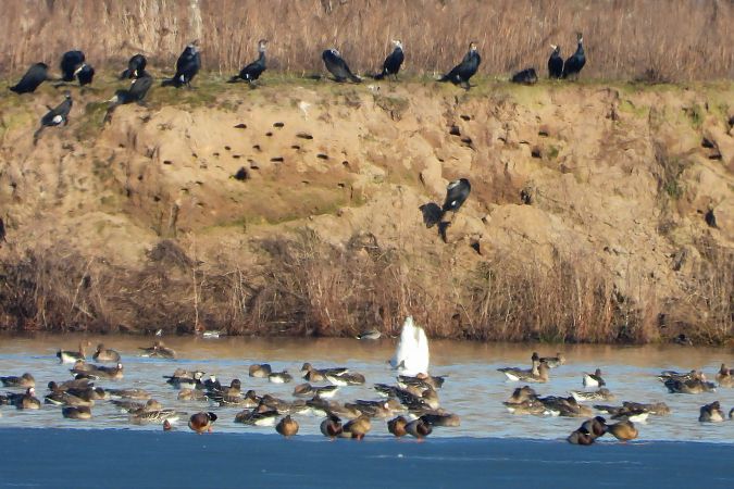 bernikla białolica  - Katarzyna Laszkiewicz