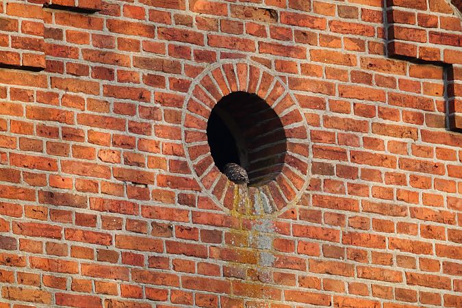 Steinkauz  - Katarzyna Laszkiewicz