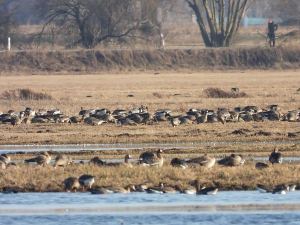 Weisswangengans  - Katarzyna Laszkiewicz