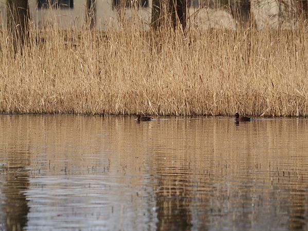 podgorzałka  - Katarzyna Laszkiewicz