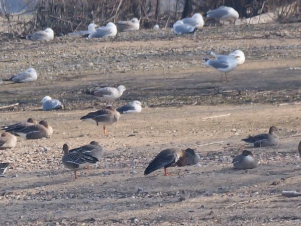 mewa żółtonoga (ssp. fuscus)  - Katarzyna Laszkiewicz