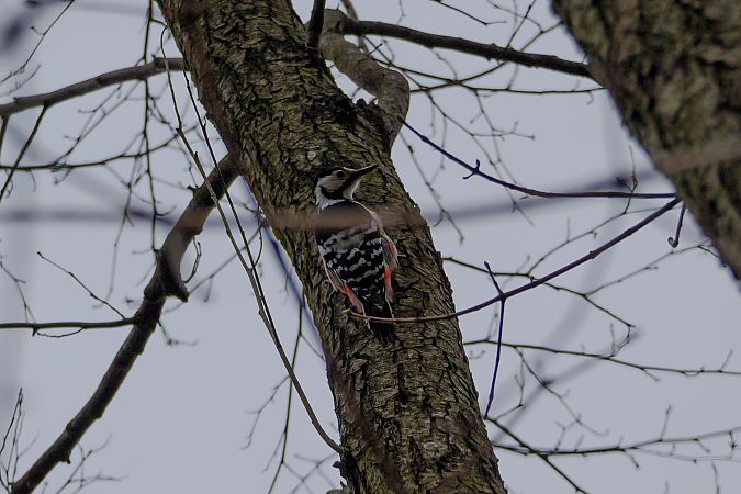 dzięcioł białogrzbiety  - Katarzyna Laszkiewicz