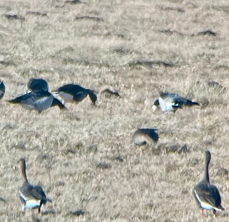 Weisswangengans  - Krzysztof Lis