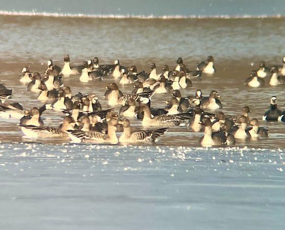 Bernache nonnette  - Krzysztof Lis