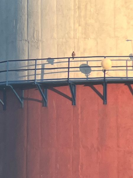 sokół wędrowny  - Krzysztof Lis