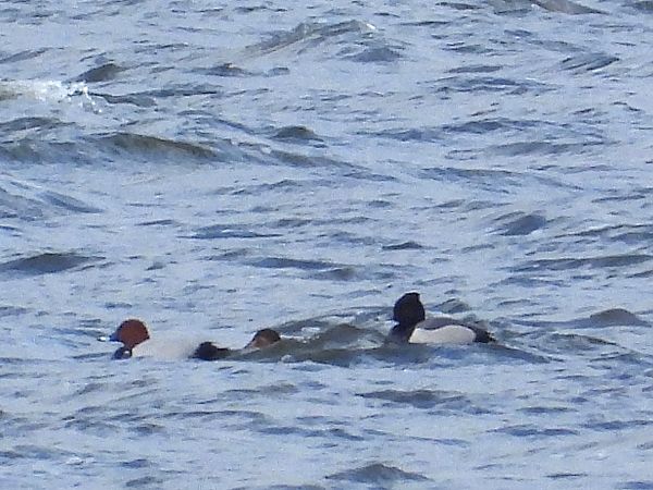 głowienka x czernica  - Krystian Sobota