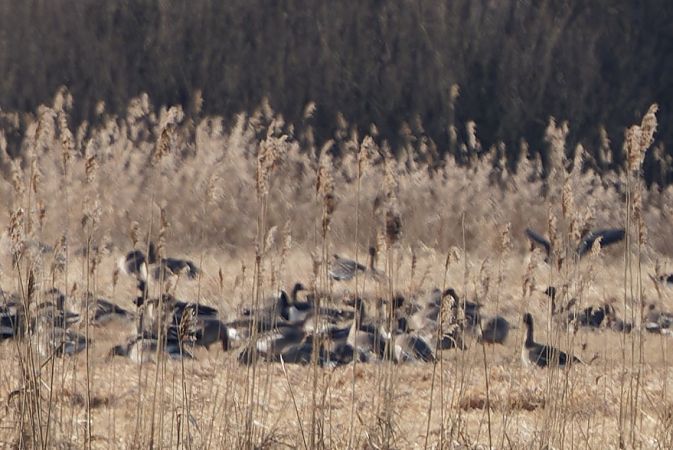 Weisswangengans  - Tadeusz Marcinkowski