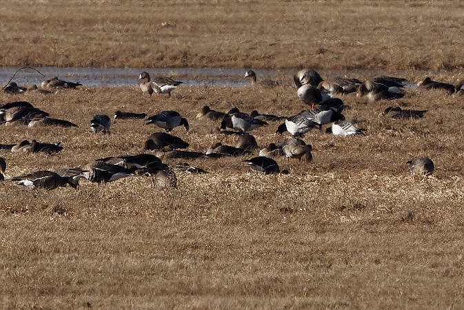 Weisswangengans  - Tadeusz Marcinkowski