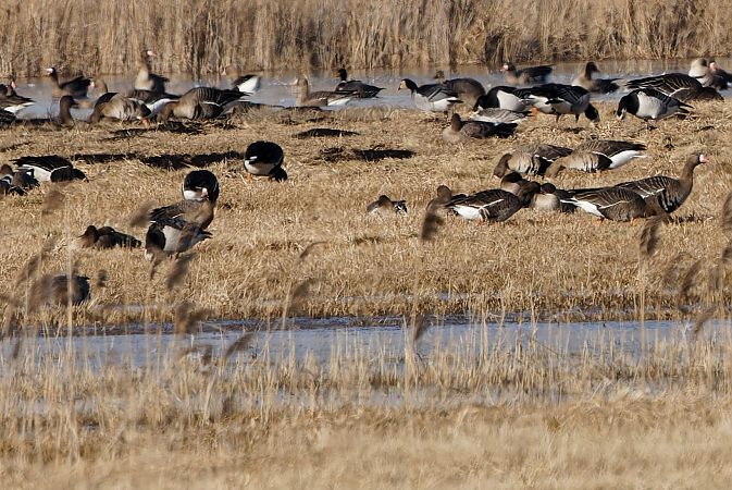 Bernache nonnette  - Tadeusz Marcinkowski