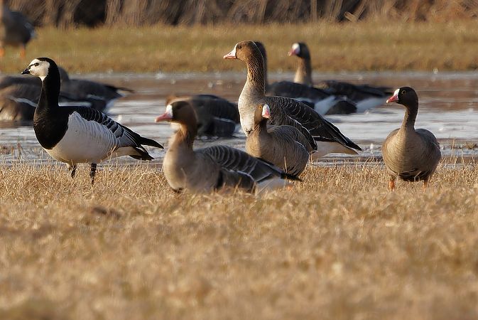 Zwerggans  - Tadeusz Marcinkowski