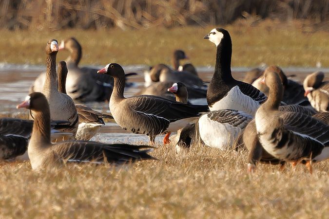 gęś mała  - Tadeusz Marcinkowski