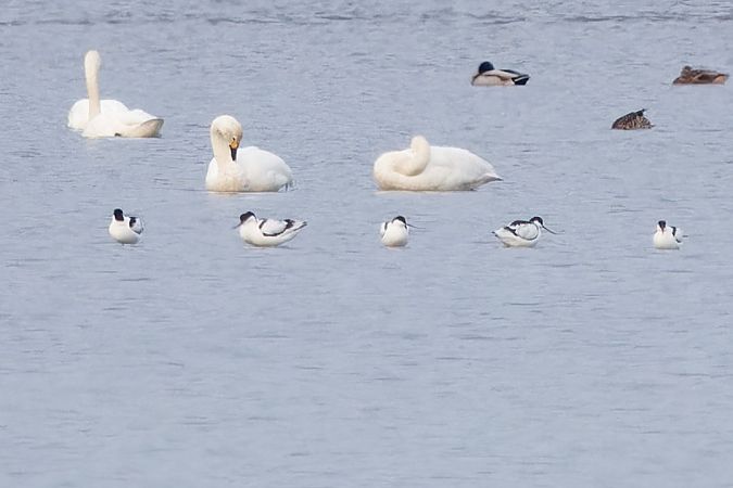 szablodziób  - Tadeusz Marcinkowski