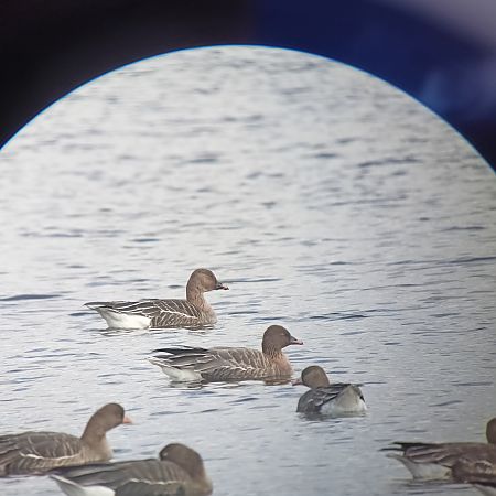 gęś krótkodzioba  - Paweł Ksit