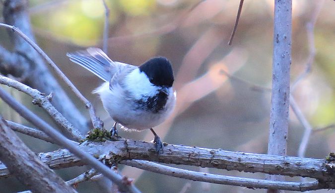 czarnogłówka  - Adam Ciosek