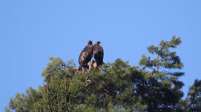 orzeł przedni  - Adam Ciosek