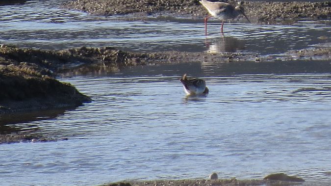 krwawodziób  - Adam Ciosek