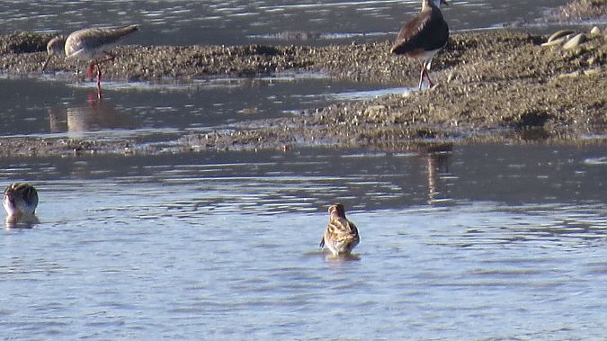 Rotschenkel  - Adam Ciosek