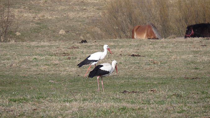 bocian biały  - Adam Ciosek