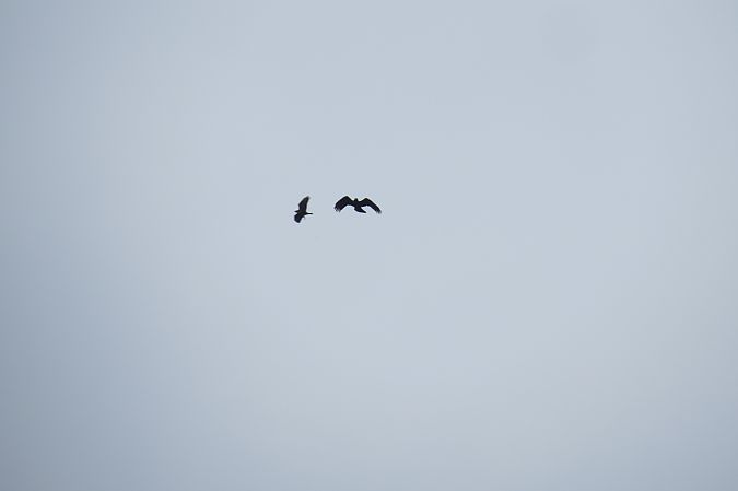 orzeł przedni  - Adam Ciosek