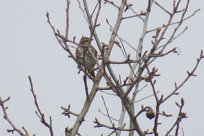 droździk  - Adam Ciosek